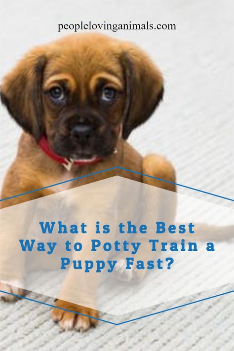 How To House Break A Puppy Fast, How To House Train A Puppy Fast, Potty Train Puppy, House Breaking A Puppy, Train Puppy, Puppy Toilet Training, Animal Humor Dog, Train A Puppy, House Training Puppies