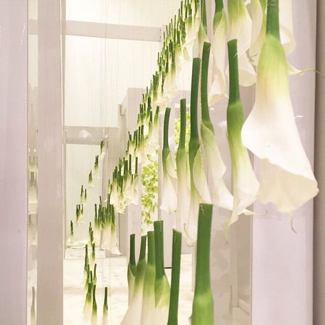 Hanging Calla Lilies The Ants Go Marching, Ants Go Marching, Calla Lily Centerpieces, Cala Lilies, Lily Centerpieces, Event Planning Inspiration, Green Inspo, Greenery Bouquet, Centerpieces Wedding