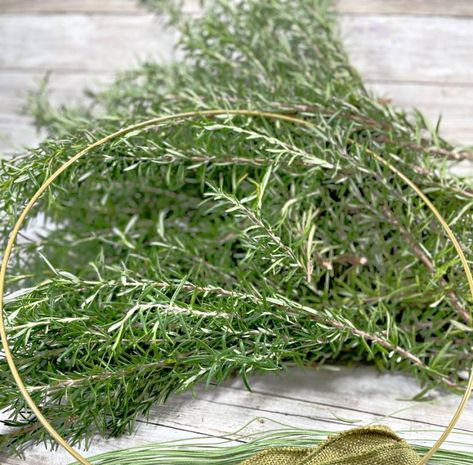 Rosemary plant