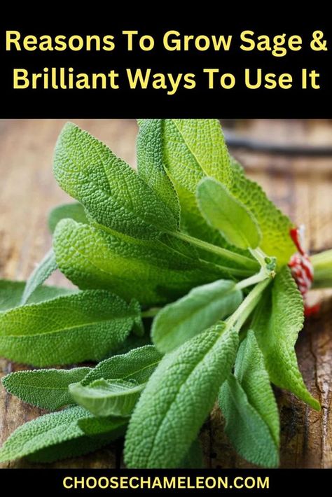 Reasons To Grow Sage & Brilliant Ways To Use It What Does Sage Do, Garden Sage Uses, What To Do With Sage, Uses For Sage Leaves, What To Do With Sage From Garden, Growing Sage From Seed, Sage Uses, Sage Bush, Growing Sage