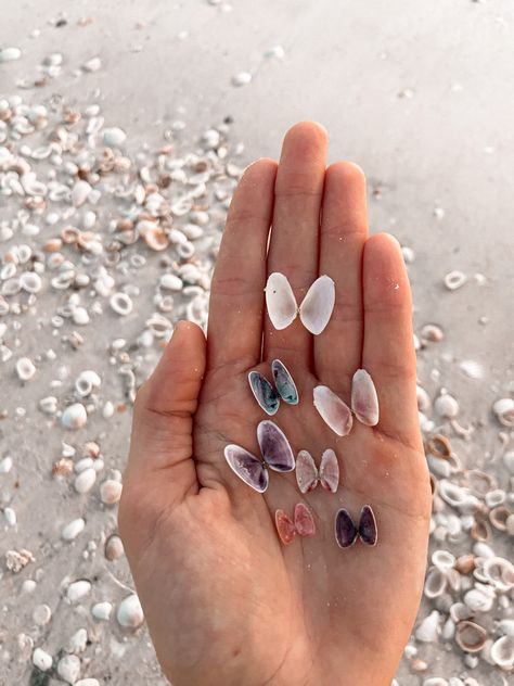 Sarasota, Florida has the best shells! Butterfly Shell Tattoo, Butterfly Seashells, Coquina Shells, Seashell Butterfly, Sea Shell Tattoo, Seashell Photography, Shark Background, Pretty Shells, Vsco Ideas