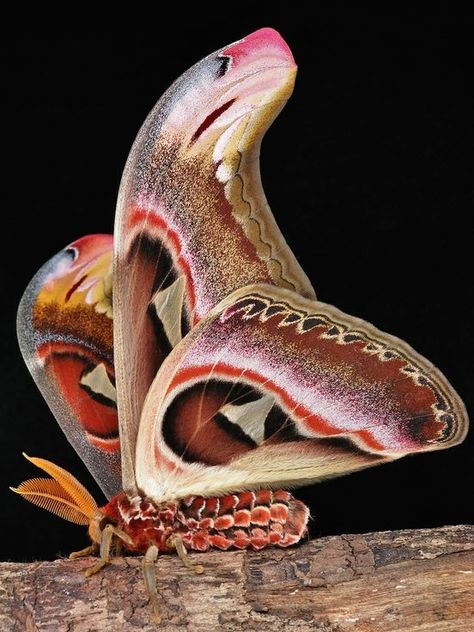 Attacus Atlas, Wings Folded, Moth Species, Regard Animal, Colorful Moths, Cute Moth, Atlas Moth, Cool Insects, Beautiful Butterfly Photography