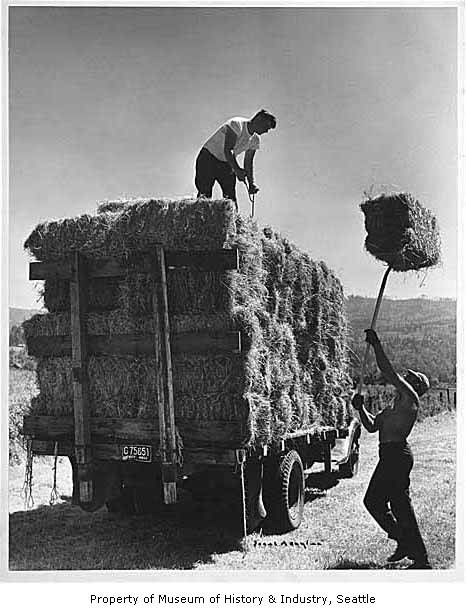 Haying on the Pickering farm, Issaquah, 1956 - Museum of History and Industry - University of Washington Digital Collections Farm Prints, Farm Images, Farm Pictures, Old Farm Equipment, Vintage Tractors, Farm Scene, Vintage Farm, University Of Washington, Rural Life