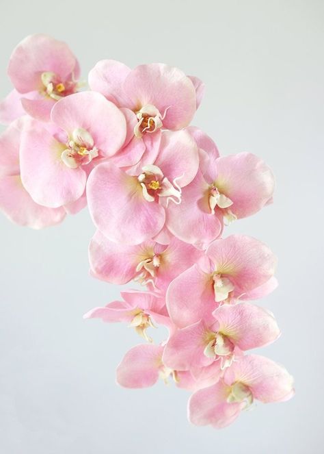 Pink Phalaenopsis Orchid, Prettiest Flowers, Floral Bouquets Wedding, Orchids Flowers, Orchid Color, All Pink, Phalaenopsis Orchid, Flower Spray, Vase Arrangements