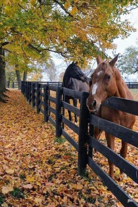 Studera Motivation, Equestrian Aesthetic, Autumn Magic, Fall Feels, Fall Is Here, Fall Pictures, Fall Aesthetic, We Fall In Love, Autumn Cozy