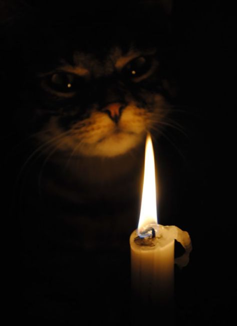 Cats looking evil! (From bored panda) Best Ghost Stories, Evil Cat, Cat Candle, Be A Nice Human, Images Gif, Cat Pics, Beautiful Creatures, Kittens Cutest, Cat Memes