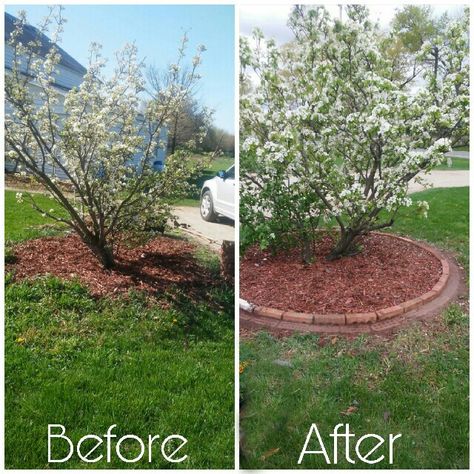 Front yard re-do. Cleaning up landscaping.  I used recycled FREE bricks. No weed wacking, just mow around the flush bricks. Bricks Around Tree, Front Yards Diy, Lawn Designs, Front Yard Landscape, Landscaping Around House, Front Yards Curb Appeal, Cheap Landscaping Ideas, Yard Landscape, Gardening Techniques