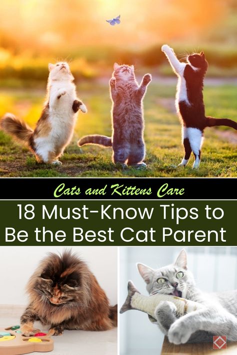 Learn how to become the best cat parent ever with these 18 must-know tips! This guide is packed with advice on grooming, feeding, and enriching your cat's life. Whether you’re caring for cats or kittens, these tips will make your life easier and your cat happier. Save this pin for future reference and give your feline the love and care they deserve! Kittens Care, Cat Hacks, Kitten Care, Hiding Spots, Kitten Love, Animal Protein, Cat Parenting, New Africa, Best Cat