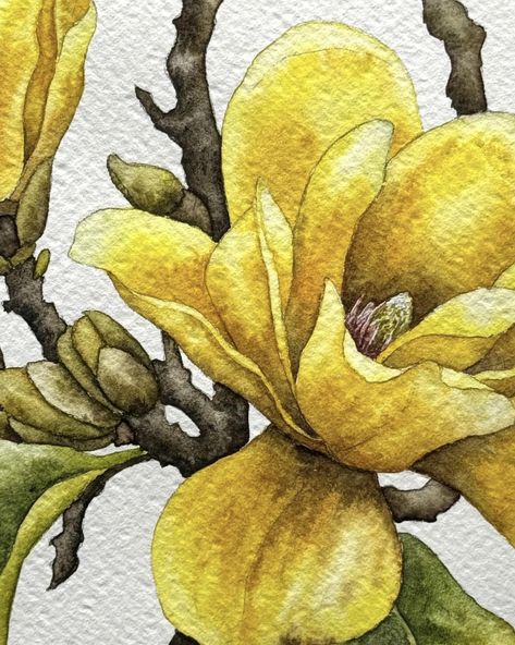 Magnolia Watercolor, Yellow Magnolia, Watercolor Beginner, Loose Watercolor, Botanical Painting, Botanical Watercolor, Watercolour Tutorials, Watercolor Artist, Botanical Illustration