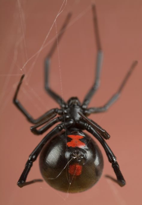 https://flic.kr/p/dm4Y3w | Black Widow Spider | Female Black Widow Spider, Latrodectus mactans Smithsonian National Museum of Natural History Insect Zoo/ Butterfly Pavilion Arachnids Spiders, Spider Pictures, Spiders And Snakes, Wolf Spider, Cnidaria, Widow Spider, Black Widow Spider, Cool Bugs, A Bug's Life