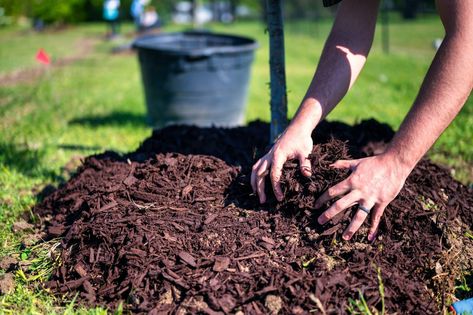 Once you've done your research, the next step is giving you tree a new home. Alfo Medeiros on PexelsThis Earth Day, bring a little bit of nature to your own yard. The post A beginner’s guide to selecting, planting, and protecting a new tree appeared first on Popular Science. Garden Checklist, Espalier Fruit Trees, Types Of Mulch, Rubber Mulch, Backyard Trees, Acid Loving Plants, Hydrangea Care, Potager Garden, Low Maintenance Garden