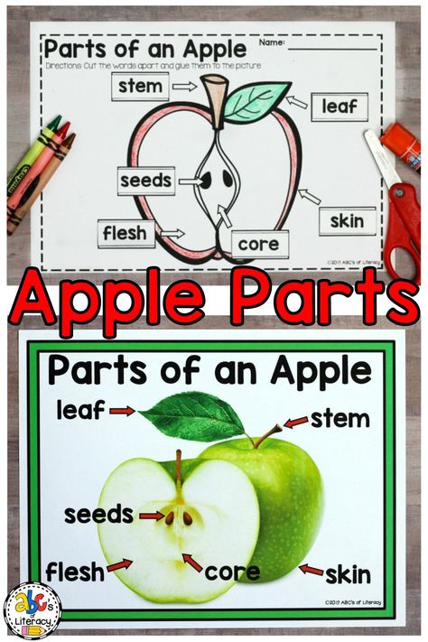 Parts Of An Apple Preschool, Apple Worksheet, Parts Of An Apple, Apple Printable, Preschool Apple Activities, Speech Worksheets, Preschool Apple Theme, Apple Kindergarten, Apple Lessons