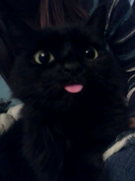 This is my kitty she passed away but i loved her silly faces! Rip jinx<3 A Black Cat, Silly Faces, A Black, Black Cat, Kitty, Black