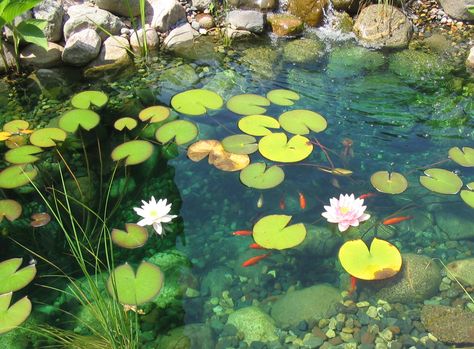 Koi pod with lily pads Lily Pads Reference, Lily Pad Pond Aesthetic, Pond Lily Pads, Lilypad Pixel Art, Lily Pad Flower Drawing, Lily Pad Aesthetic, Pond Reference, Lilypad Aesthetic, Lily Pads Aesthetic