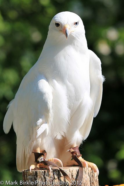 Rare Albino Animals, Albino Animals, Red Tailed Hawk, Most Beautiful Birds, Rare Animals, Majestic Animals, Cute Wild Animals, Exotic Birds, Pretty Birds