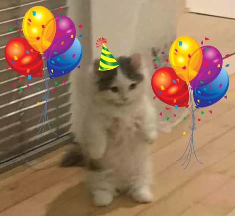 Birthday Cute, Celebrating Reaction Pic, Birthday Reaction Pic, Bday Cat Funny, Birthday Cat, Birthday Pfp, Cute Birthday Meme, Happy Bday Meme, Happy Bday Cake