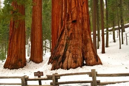 Where to Stay When Visiting the Redwoods in California Red Wood Forest, Redwoods California, Redwood National And State Parks, Camping In Maine, Camping In The Woods, Wood Forest, Redwood National Park, The Redwoods, West Coast Road Trip