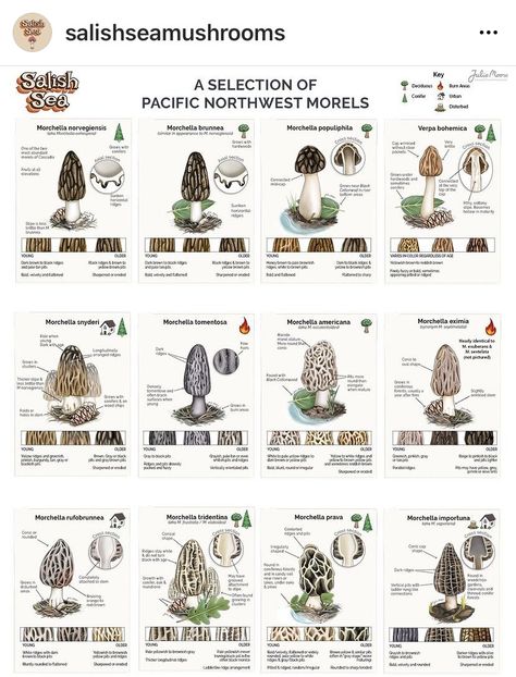 Mushroom Identification Chart, Foraging Guide, Mushroom Identification, Natural Resource Management, Birth Order, Mushroom Hunting, Prepper Survival, Mushroom Fungi, Forest School