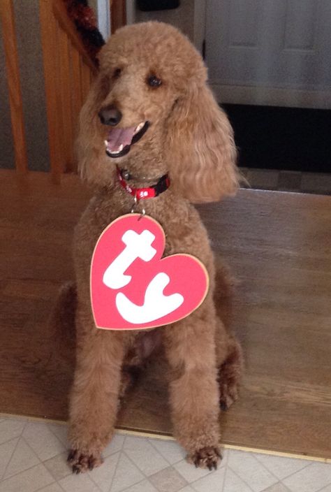 Costumes For Poodles, Poodle Costume Dog, Ty Halloween Costume, Poodle Halloween Costumes, Poodle Dog Costume, Poodle Halloween, Red Standard Poodle, Standard Poodle Haircuts, Poodle Haircuts