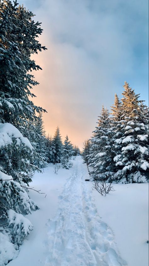 Winter Hike Aesthetic, Winter Forest Photography, Snowy Forest Aesthetic, Aesthetic Snow Pictures, Winter Forest Aesthetic, Winter Cabin Aesthetic, Winter Picture Ideas, Snowy Wallpaper, Winter Forest Wallpaper