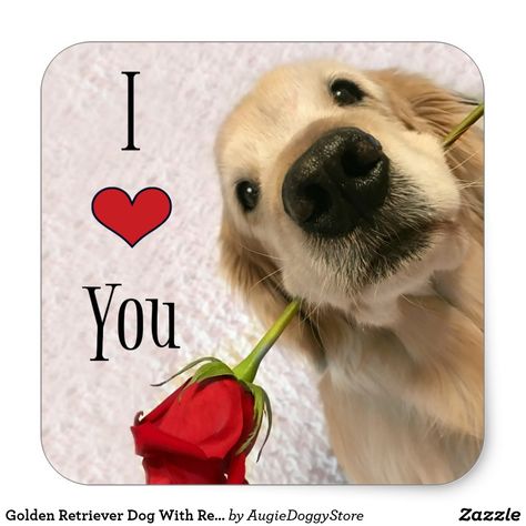 Golden Retriever Dog With Red Rose I Love You Square Sticker by #AugieDoggyStore Golden Retriever Quotes, Funny Husky, Perros Golden Retriever, I Love You Puppy, Love You Cute, Husky Funny, Dogs Cute, Good Night Greetings, Dog Funny