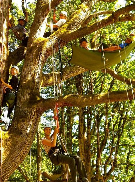 Everyone wishes they could grow up to have a job involving their childhood passion, but Oregon outdoorsman Tim Kovar, who couldn't get enough of climbing trees, actually did it. Woods Hangout Spot, Arborist Climbing Trees, Arborist Climbing, Tree Climbing, Cool Tree Houses, Climb Trees, Oregon City, Atlas Obscura, Climbing Gear