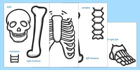 Life Size (Child) Skeleton Cut-Out - This life size cut out is great for teaching about the human skeleton, enabling the children to see the actual size of their bones. Why not use it alongside the Funny Bones storybooks! Doctor Activities, All About Me Display, Skeleton For Kids, Skeleton Template, Human Body Lesson, Child Skeleton, Human Body Printables, Pumpkin Lessons, Life Size Skeleton