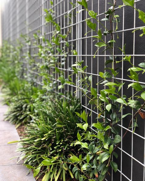 Greenwell Landscapes on Instagram: “Star jasmine climbing on galvanised mesh, Liriope infill and monument backing. #greenwelllandscapes #landscape #gardens #gardening…” Climbing Star Jasmine, Star Jasmine Trellis Fence, Star Jasmine Fence, Jasmine Fence, Star Jasmine Trellis, Climbing Jasmine, Climbing Plants Fence, Screening Plants, Wall Climbing Plants