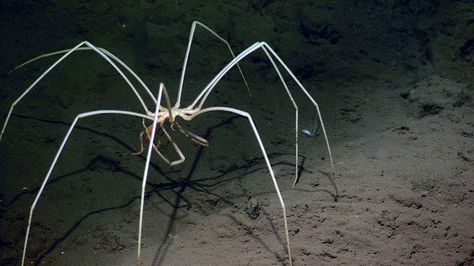 Sea Spider Giant Sea Spider, Abyssal Creatures, Creepy Ocean, Water Mood Board, Sea Spider, North American Animals, Undersea World, Cool Bugs, Deep Sea Creatures