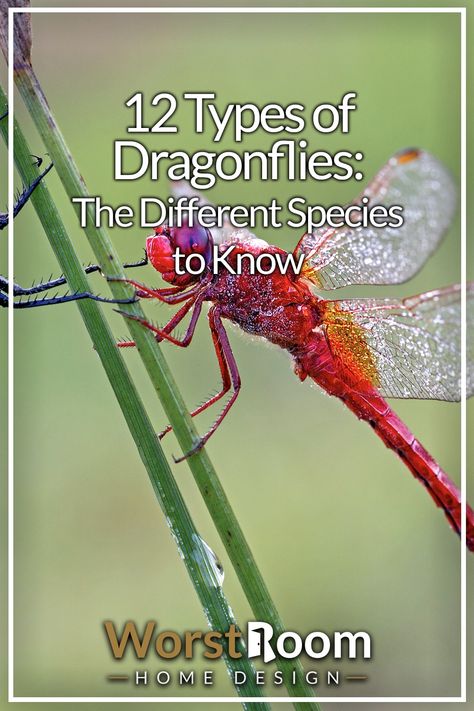 Different Types Of Dragonflies, Pictures Of Dragonflies, Dragonfly Species, Dragonfly Colors, Dragon Fly Tattoo Designs, Dragonfly Habitat, Dragonfly Facts, Types Of Dragonflies, Dragonfly Meaning