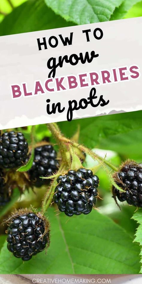 Explore the possibilities of container gardening by learning how to nurture beautiful blackberry plants in pots. Delight in the sweetness of homegrown berries! Blackberries In Containers, How To Grow Blackberries, Grow Blackberries, Blackberry Plants, Growing Blackberries, Gardening Trends, Growing Strawberries, Bountiful Harvest, Growing Fruit