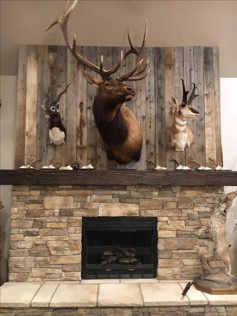 Perfect Statement For Living Room Trophy Room Ideas, Deer Hunting Decor, Taxidermy Decor, Taxidermy Display, Deer Heads, Animal Mounts, Deer Mounts, Hunting Room, Living Room Decor Rustic