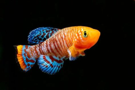 12 Best Fish For 29 & 30 Gallon Tanks (With Pictures) | It's A Fish Thing 30 Gallon Fish Tank, 55 Gallon Tank, Nano Reef Tank, Fresh Water Fish Tank, Fishing For Beginners, Betta Fish Tank, Cool Fish, Reef Aquarium, Reef Tank