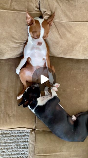 People Farting, Farts Humor, Dog Farts, Unusual Animal Friendships, Snoop Dog, Animals Friendship, Scary Places, Unusual Animals, Funny Dog Videos