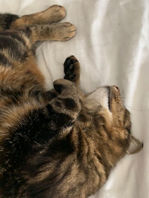 tabbycat kitten aesthetic tabby brown cat sleepy cat cat sleeping Ginger Tabby Cat, Kitten Aesthetic, Ginger Tabby, Brown Cat, Sleepy Cat, Cat Sleeping, Cat Cat, Tabby Cat, Ginger