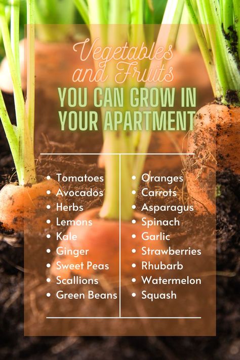 Vegetables and Fruits You can Grow in Your Apartment Foods You Can Grow Indoors, Growing Produce Indoors, Small Vegetable Garden Ideas, Apartment Homesteading, Apartment Vegetable Garden, Backyard Herb Garden, Growing Crops, Growing Vegetables Indoors, Growing Food Indoors