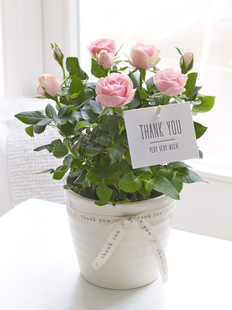 Thank you so much for following me...Lisa 💗 Plant Thank You Gifts, Flower Pot Gift Ideas, Outdoor Potted Plants, Flower Arrangements Bouquets, Thank You Flowers, Flower Pot Design, Rose Plant, Plant Delivery, Leaving Gifts