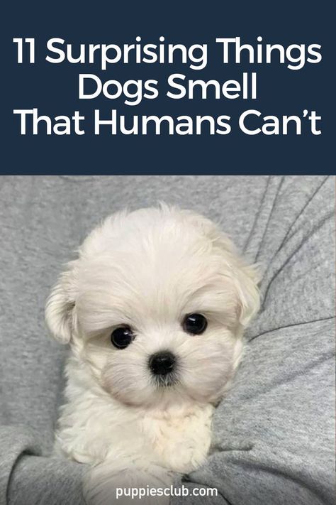 11-surprising-things-dogs-smell-that-humans-cant Dog Fails, Dog Smells, Dog Health Tips, Helpful Things, Dog Training Advice, Dog Information, Best Dog Training, Train Your Dog, Dog Facts