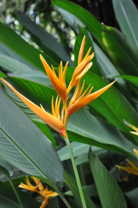 Wedding Ceremony Floral Arrangements, Heliconia Plant, Heliconia Flower, Turtle Bay Resort, Ginger Plant, Garden Pool, Landscaping Plants, Tropical Garden, Yellow Flower