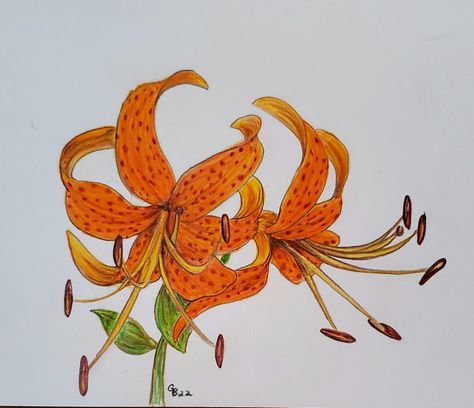 Tigerlily Drawing, Color Pencil Drawing, Tiger Lily, Colored Pencil, Botanical Illustration, Artsy Fartsy, Woodstock, Flower Drawing, Tattoo Drawings