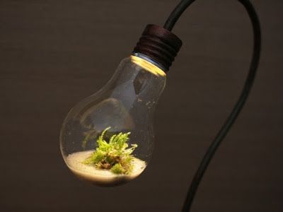 The Fern and Mossery: Moss Monday: Desk Lamp Terrarium Lamp Terrarium, Lightbulb Terrarium, Peaceful Office, Bulb Terrarium, Diy Light Bulb, Large Terrarium, Light Bulb Art, Beautiful Terrariums, Moss Ball