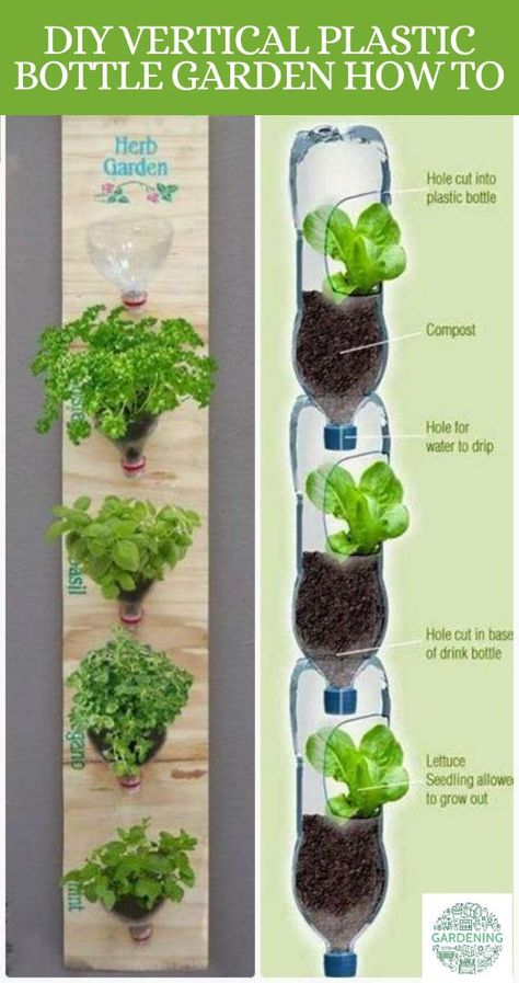 Using plastic bottles for gardening is an easy and sustainable way of gardening. This method, often referred to as "bottle gardening" or "bottle recycling gardening," involves repurposing plastic bottles as plant containers to create a mini garden. It's an innovative and eco-friendly approach that can work well for small spaces, balconies, windowsills, and even vertical gardens. Plastic Bottle Garden, Diy Indoor Herb Garden, Diy Plastic Bottle, Vertical Garden Diy, Bottle Garden, Vertical Gardening, Herbs Indoors, Diy Garden Projects, Garden Boxes