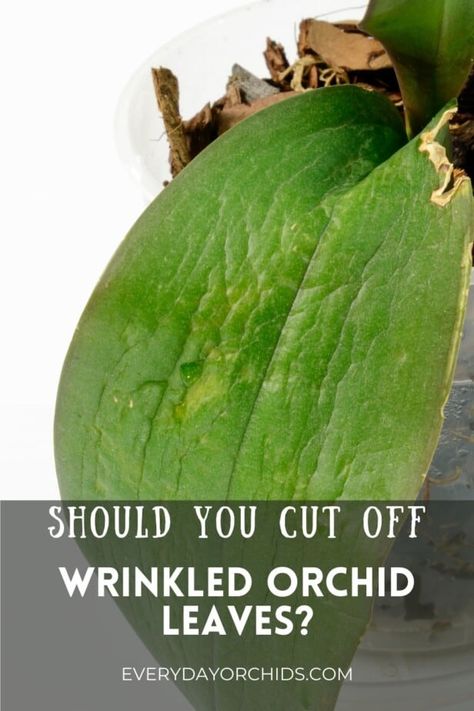 Orchid Leaves Wrinkled, Repotting An Orchid, Orchid Leaf Problems, Orchid Planting Ideas, Orchid Pots Ideas, Orchid Potting Ideas, Diy Orchid Pot, Pruning Orchids, Orchid Diseases