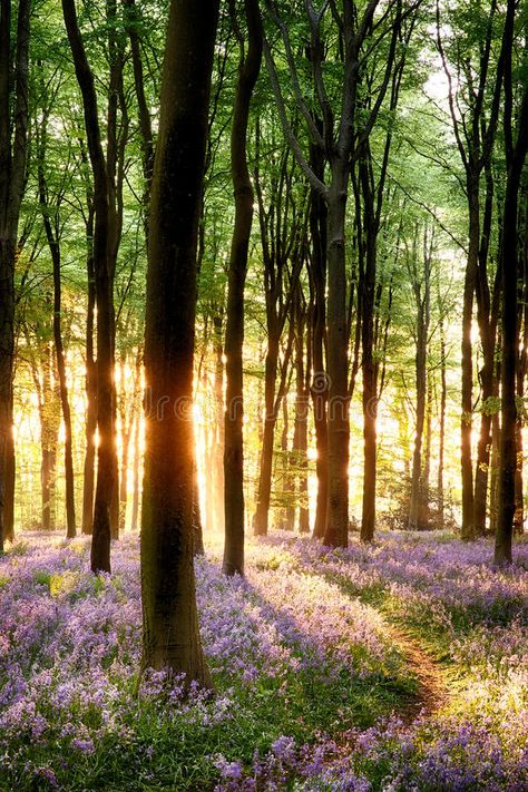 Bluebells in sunrise light. Bluebell sunrise in long tree shadows portrait view , #ad, #light, #Bluebell, #Bluebells, #sunrise, #long #ad Shadow Portraits, Bluebell Woods, Tree Forest, Nature Beauty, Beautiful World, Beautiful Landscapes, The Great Outdoors, Mother Nature, Fine Art America