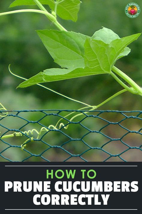 Pruning Cucumber Plants, Cucumber Planting Ideas, Cucumber Plants Growing Tips, How To Prune Cucumber Plants, Companion Plants For Cucumbers, When To Pick Cucumbers From Garden, Too Many Cucumbers, What To Do With Overgrown Cucumbers, Plant Cucumbers From Seed