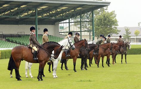 NPS Area 4, North Of England Show. Monday 25 August 2014 Great Yorkshire Showground, Harrogate. HOYS Small Hunter Qualifier line up lining Hunter Horse, Horse Dressage, Tourist Trap, Horse Show, Show Jumping, Horse Care, Equestrian Style, Show Horses, Dressage