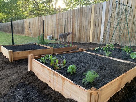 Garden From Scratch, Creating A Garden, Start A Garden, Deer Fence, Garden Compost, Starting A Garden, Big Garden, Tomato Garden, Top Soil