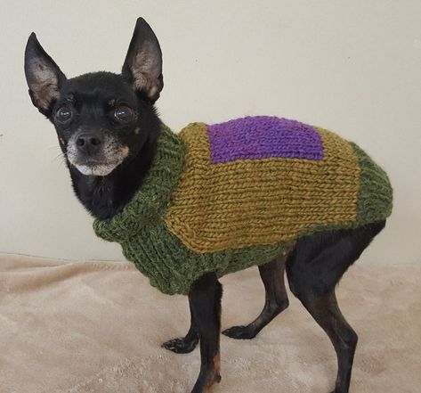 Chiweenie Puppies, Deer Head Chihuahua, Chihuahua Sweater, Toy Terrier, Wooly Jumper, Small Dog Toys, Small Dog Sweaters, Knit Dog Sweater, Yarn Sweater