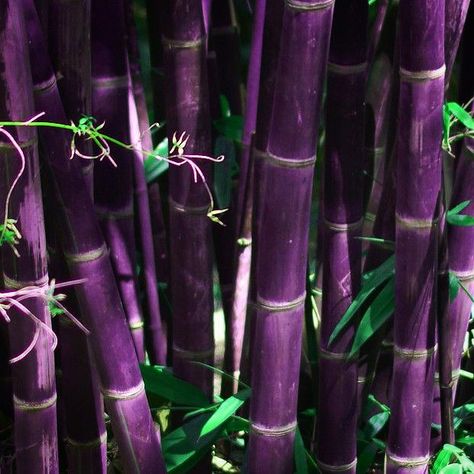 Bamboo Aesthetic, Purple Bamboo, Square Foot Gardening Layout, Bamboo Landscape, Tropical Backyard, Bamboo Architecture, Bamboo Garden, Bamboo Crafts, Bamboo Tree