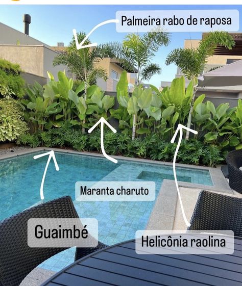 Outdoor Plants Florida, Modern Outdoor Design, Tropical Garden With Pool, Potted Palms Around Pool, Screening Plants Australia, Front Yard Pool Ideas, Garden Around Pool, Pool Area Landscaping, Tropical Pool Landscaping